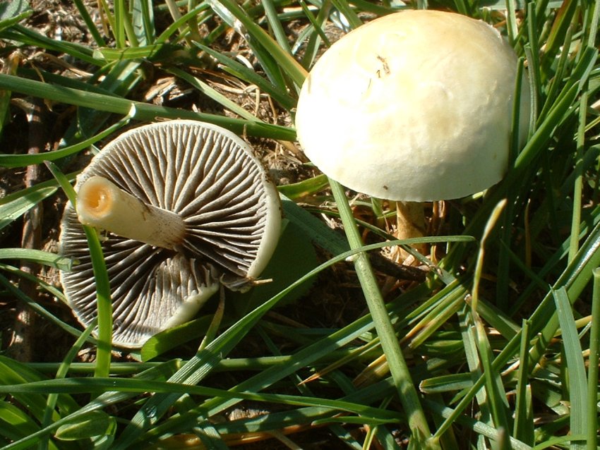 monti simbruini tra prati in fiore e verdi faggete